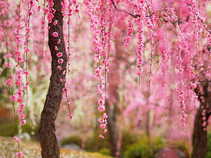 Красива пролет, розови цветя цъфтят, дървета, красива, пролет, розово, цветя, цъфтеж, дървета, HD тапет HD wallpaper