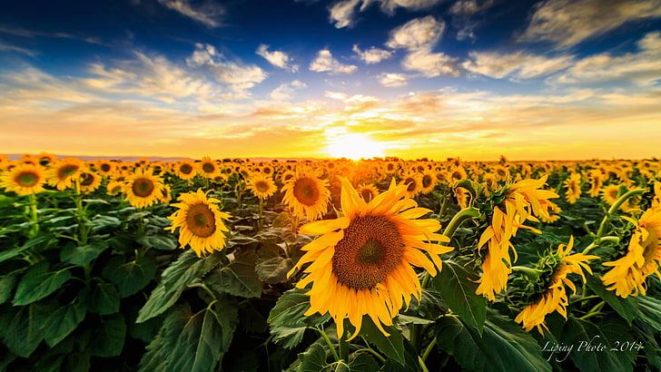 Sunflower Sunset! HD wallpapers free download | Wallpaperbetter