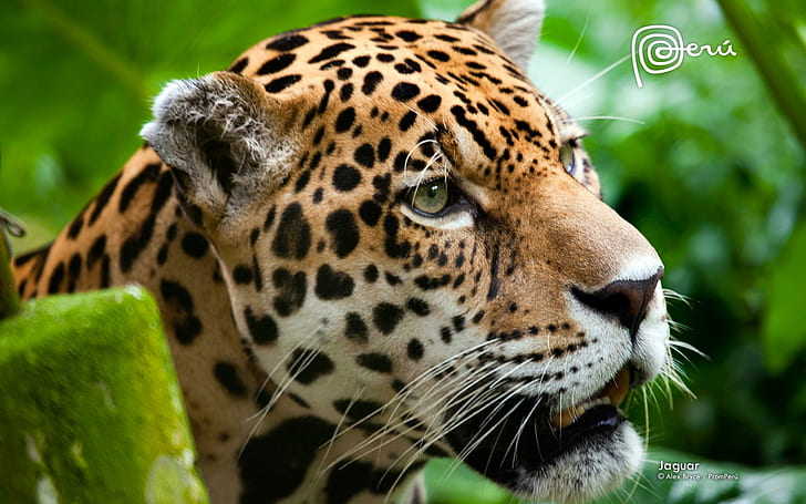 Jaguar O gato grande, onça, animais e pássaros, HD papel de parede