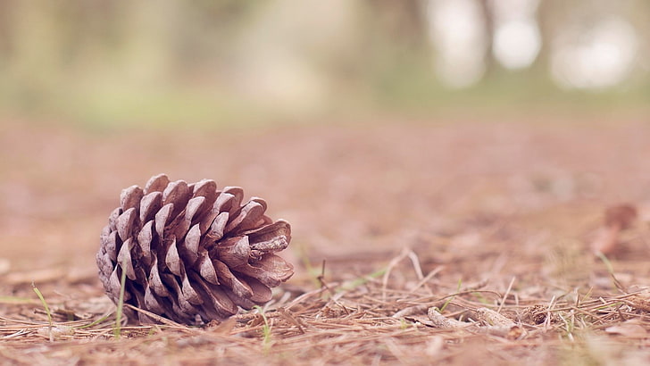 brown pine cane, nature, pine cones, ground, HD wallpaper