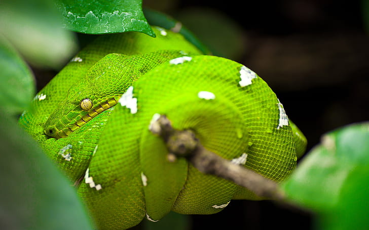 Green Tree Python Snake, serpent vert, serpent arbre vert, python, Fond d'écran HD
