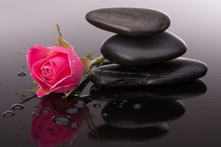 핑크 장미와 검은 cairn 돌, 꽃, 꽃 봉오리, 자갈, 핑크 장미, 물방울, HD 배경 화면