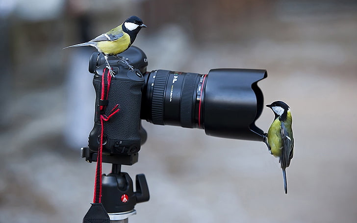 black DSLR camera, photography, birds, titmouse, camera, Canon, animals, technology, HD wallpaper