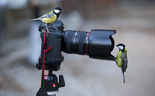 appareil photo reflex noir, photographie, oiseaux, mésange, appareil photo, Canon, animaux, technologie, Fond d'écran HD HD wallpaper