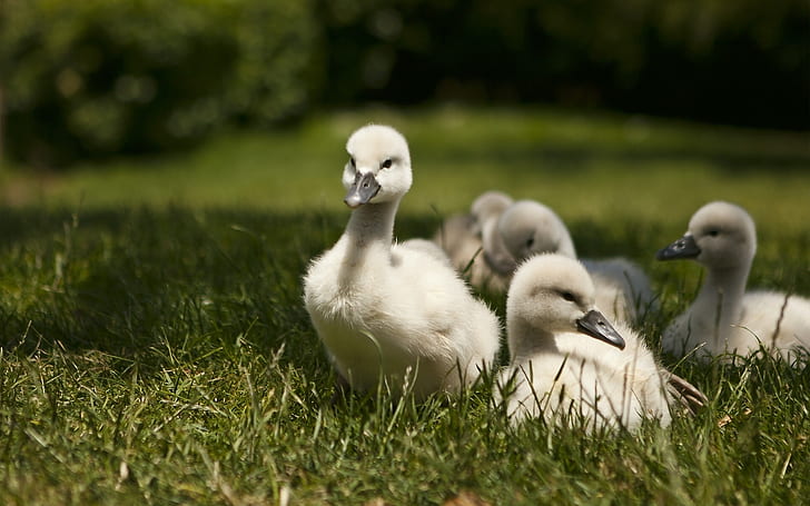 Sweet Baby Swans, łabędź, trawa, Tapety HD
