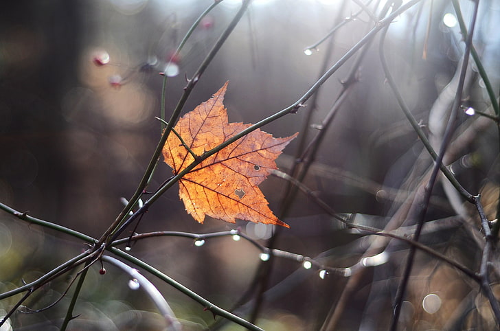 brown withered leaf, autumn, macro, branches, sheet, glare, HD wallpaper