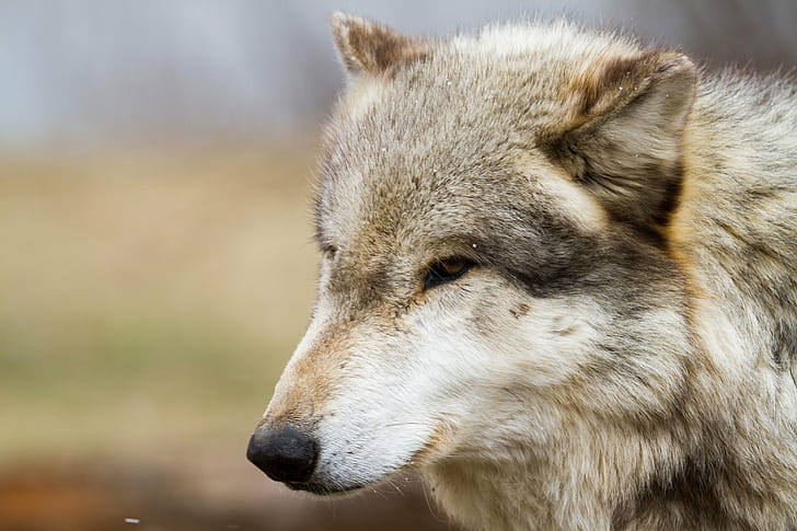 selected focus of long-coated brown and gray face of wolf, wolves, wolves, Wolves, Wolf Park, focus, long, coated, brown, gray, face, Indiana, Snow, Howl, Battle Ground, Predator, Winter, Animal, wolf, carnivore, wildlife, gray Wolf, nature, mammal, animals In The Wild, canine, HD wallpaper