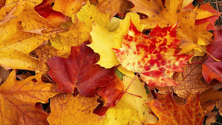 feuille d'érable brune et rouge, automne, feuilles, Fond d'écran HD