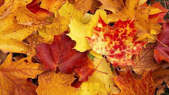 kahverengi ve kırmızı akçaağaç yaprağı, düşmek, yapraklar, HD masaüstü duvar kağıdı HD wallpaper
