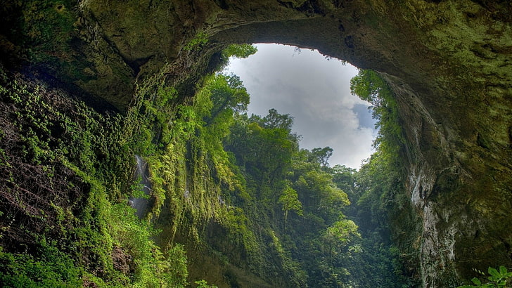 grüner Wald, Wald, Kanal, HD-Hintergrundbild
