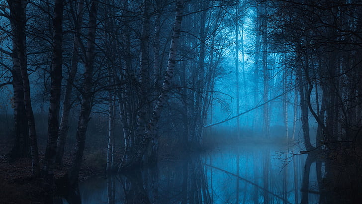 blaue Landschaft, blaue Stunde, Dämmerung, Wald, Auwald, Feuchtgebiet, Sumpf, Wald, Dunkelheit, Baum, Wasser, HD-Hintergrundbild