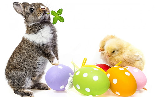 Cute Easter Bunny, easter bunny, 2014 easter, easter 2014, easter eggs, HD wallpaper HD wallpaper