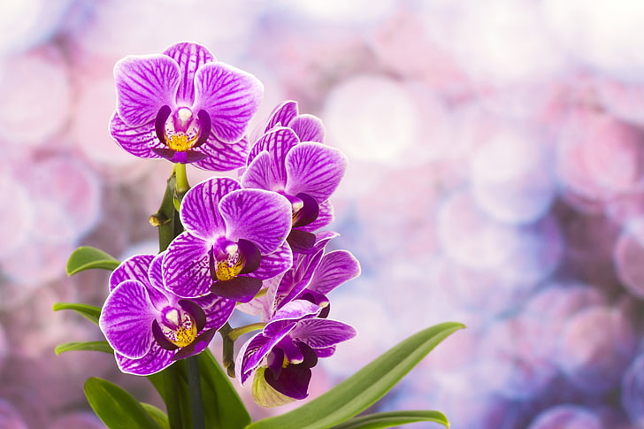 Pink moth orchid flower, flowers, orchids, flowering, HD wallpaper |  Wallpaperbetter