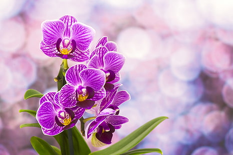 pink moth orchid flower, flowers, orchids, flowering, HD wallpaper HD wallpaper