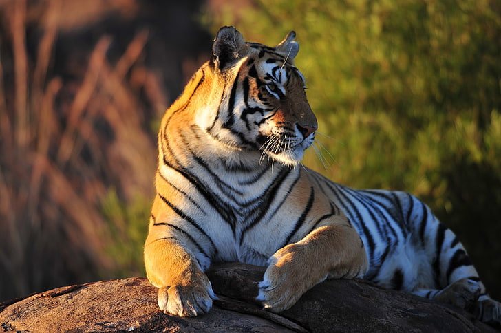 brown, white, and black tiger, tiger, stone, predator, beast, HD wallpaper