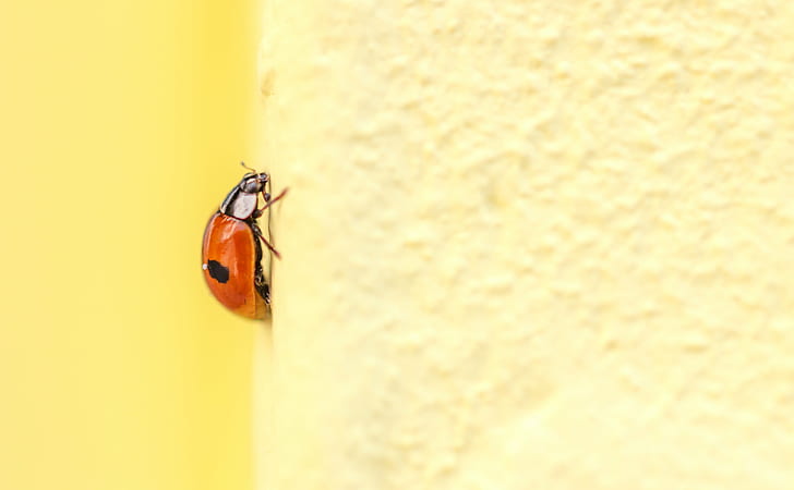 kumbang Ladybug 2-bintik merah, kumbang kecil, Ladybug, merah 2, kumbang, kumbang, Adalia bipunctata, Adalia bipunctata, serangga, alam, close-up, makro, hewan, Wallpaper HD