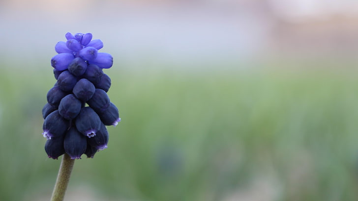 grape hyacinths, muscari, blue flower, HD wallpaper