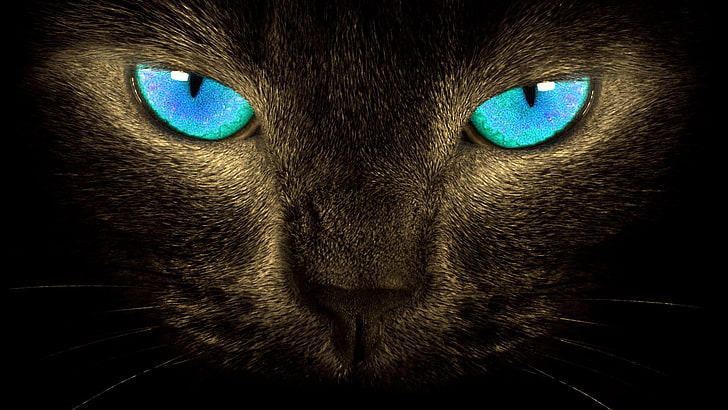 Kediler, kedi, hayvan, mavi gözler, göz, bakıyorum, HD masaüstü duvar kağıdı