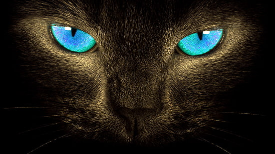 Les chats, les chats, les animaux, les yeux bleus, les yeux, le regard, Fond d'écran HD HD wallpaper