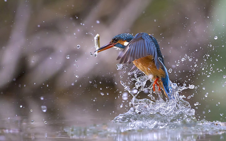 фигурка на синя птица, природа, животни, птици, риба, вода, капки вода, рибар, HD тапет