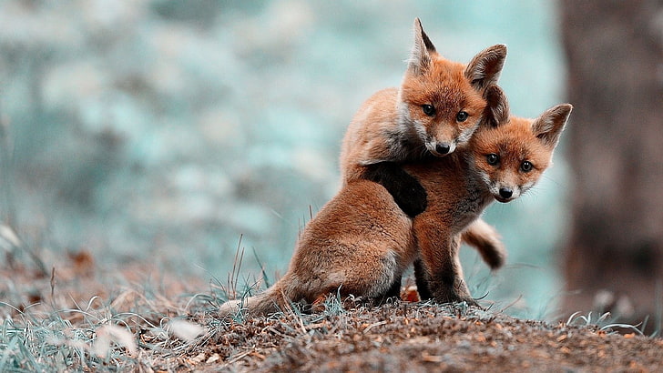 two orange foxes, close up photography two brown foxes, cubs, fox cubs, fox, nature, anime, blurred, animals, baby animals, HD wallpaper