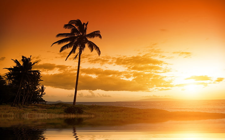 playa, palmeras, puesta de sol, luz solar, cielo, nubes, Fondo de pantalla HD