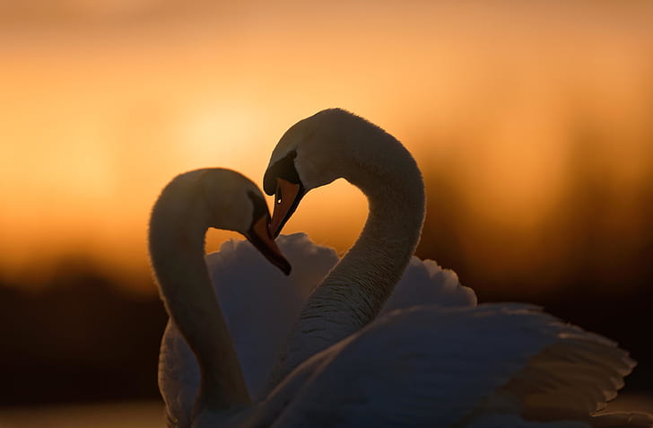 amore, tramonto, uccelli, coppia, coppia, cigni, Sfondo HD