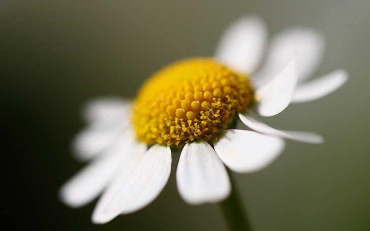 bunga daisy putih, daisy, kelopak, close-up, Wallpaper HD