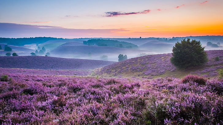紫、レーデン、ポスバンク、霧、日光、風景、日の出、霧、丘、花、オランダ、なだらかな丘、霧、野原、朝、荒野、野生の花、空、夜明け、紫の花、花のじゅうたん、 HDデスクトップの壁紙