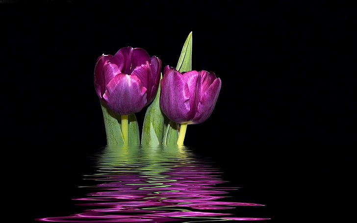 two purple petaled flowers, tulips, flowers, couple, reflection, background, HD wallpaper