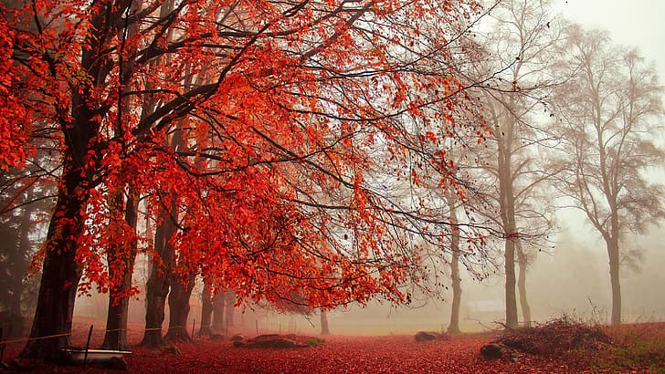 fall, outdoors, trees, fallen leaves, HD wallpaper