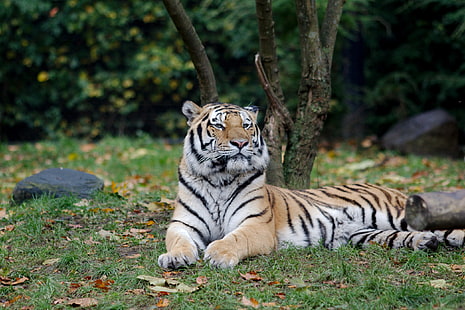 Hamburg, Zoo, Tiger, HD-Hintergrundbild HD wallpaper