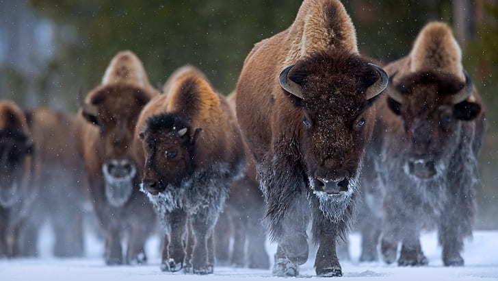Zwierzę, American Bison, Wildlife, Yellowstone, Tapety HD