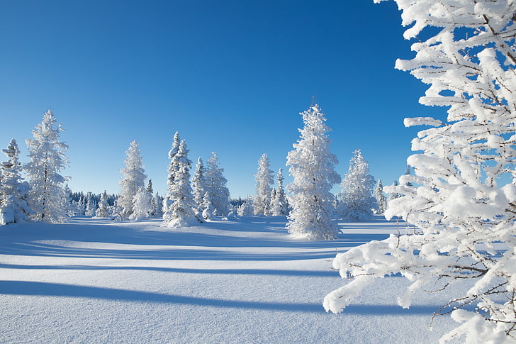 белые лиственные деревья, зима, снег, деревья, канада, северо-западные территории, какиса, HD обои