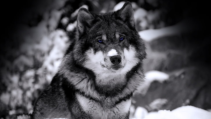 wolf, selective coloring, animals, HD wallpaper