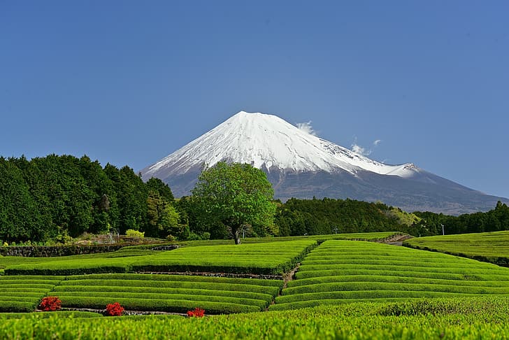 гора, вулкан, Япония, гора Фудзи, Фудзи, префектура Сидзуока, чайная плантация, Джеремия, HD обои