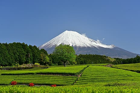 планина, вулканът, Япония, планината Фуджи, Фуджи, префектура Шизуока, чаена плантация, Йеремия, HD тапет HD wallpaper