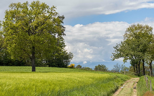 pathway between green grass and trees under white clouds during daytime, campagne, campagne, de, campagne, pathway, green grass, white clouds, daytime, countryside, Tree, arbre, Loire, Auvergne Rhône Alpes, nature, rural Scene, meadow, summer, grass, outdoors, landscape, blue, sky, green Color, forest, scenics, HD wallpaper HD wallpaper