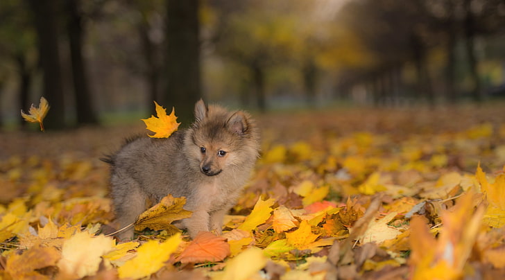 загорелый щенок с короткой шерстью, осень, собака, щенок, HD обои