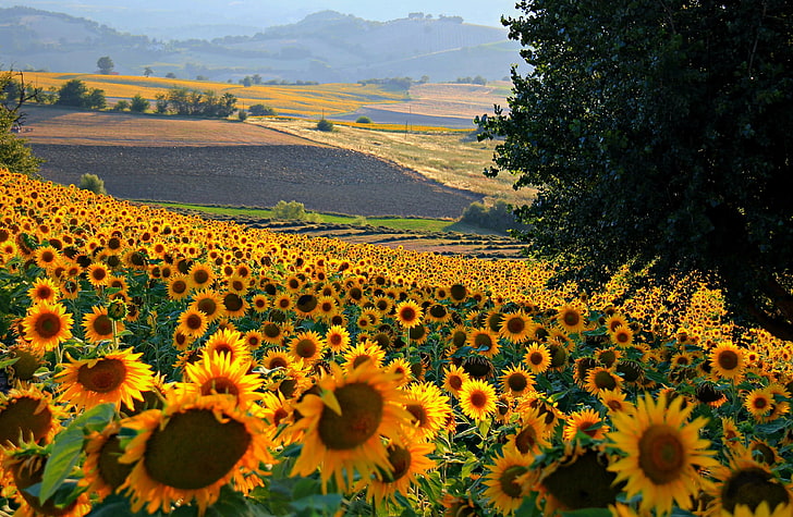 campo de girasol, campo, flores, colinas, girasol, Italia, Fondo de pantalla HD