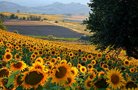 solrosfält, fält, blommor, kullar, solros, Italien, HD tapet HD wallpaper