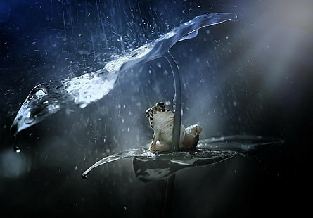 Wasser, Frosch, Amphibien, Tiere, Pflanzen, HD-Hintergrundbild HD wallpaper