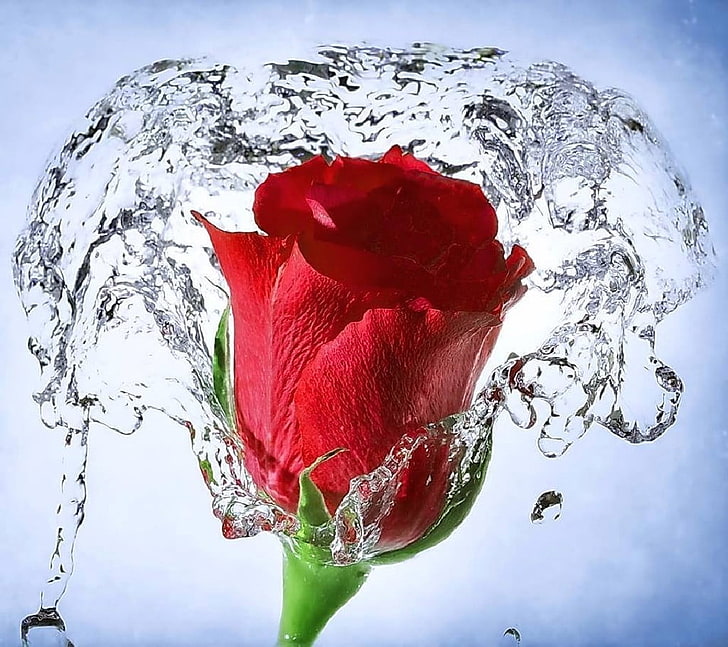 червена роза, роза, червени цветя, пръски, вода, цветя, HD тапет