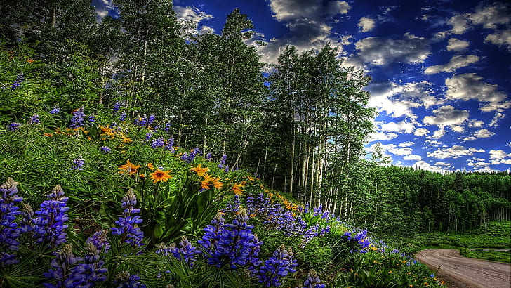 An der Straßenseite, Bäume, Land, Hang, Straße, Lupinen, Wildblumen, Wolken, 3d und abstrakt, HD-Hintergrundbild