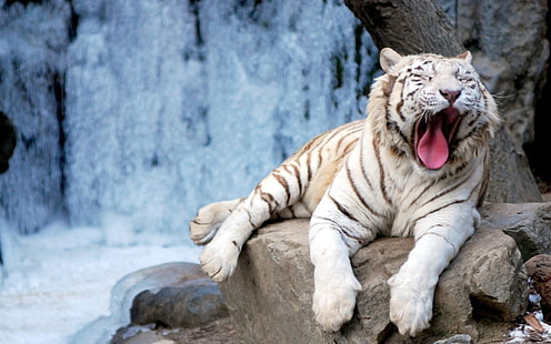 белый тигр, тигр, животные, HD обои HD wallpaper