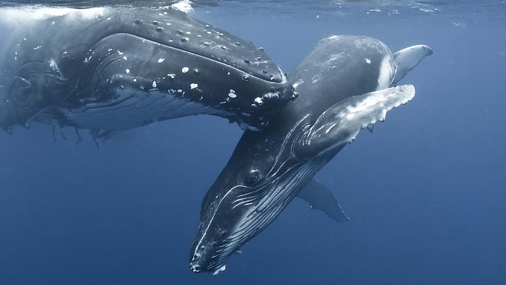 природа, животни, кит, вода, море, под вода, бебета животни, бозайници, фотография, гърбав кит, HD тапет