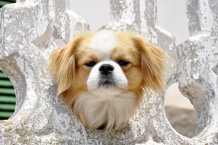 cachorro blanco y marrón de pelo corto, perro, cara, ojos, esponjoso, Fondo de pantalla HD