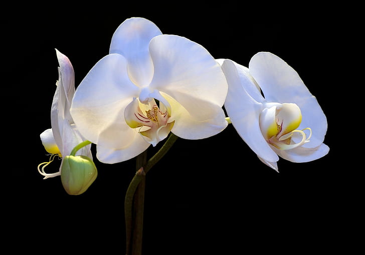 nature, fleurs, orchidées, Fond d'écran HD