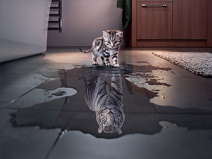 Katter, katt, söt, rolig, kattunge, manipulation, tiger, vit tiger, HD tapet HD wallpaper