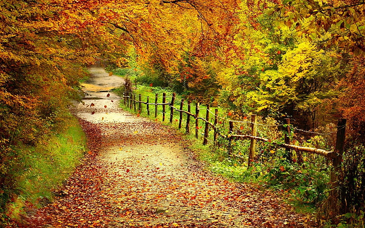 Pemandangan musim gugur yang indah, pohon, daun kuning, jalan, pohon dan daun kering, Indah, Musim gugur, Pemandangan, Pohon, Kuning, Daun, Jalan, Wallpaper HD